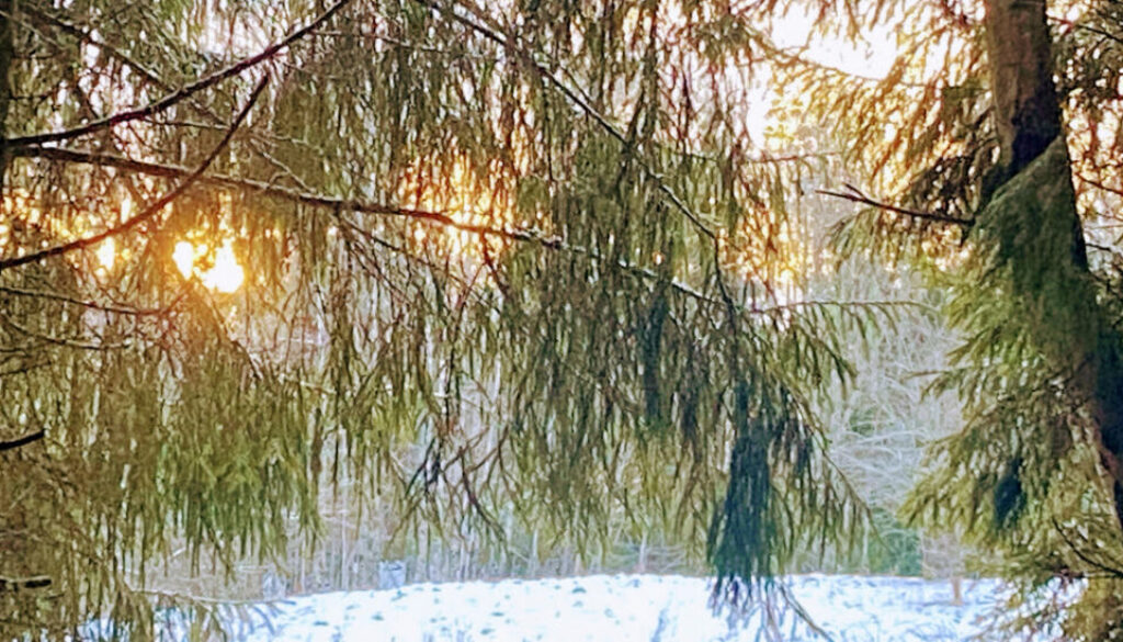 kuusk